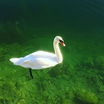 Hattyú Salzkammergut-ban.